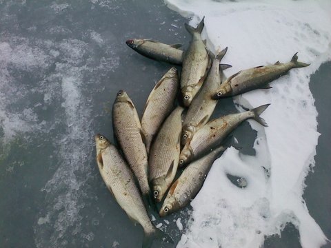 first ice catch